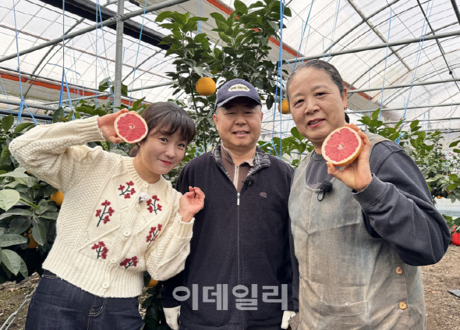 [포토] 농협, 제주산 '자몽' 출하