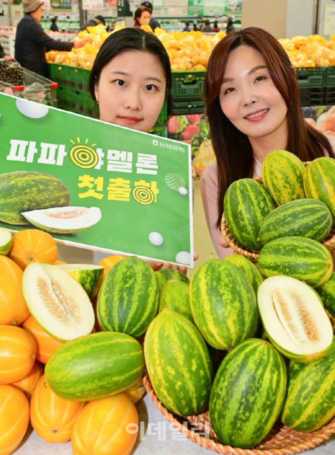 [포토] 경북 고령 '파파야 멜론'