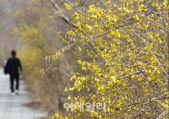 [포토] 개나리 핀 여의도