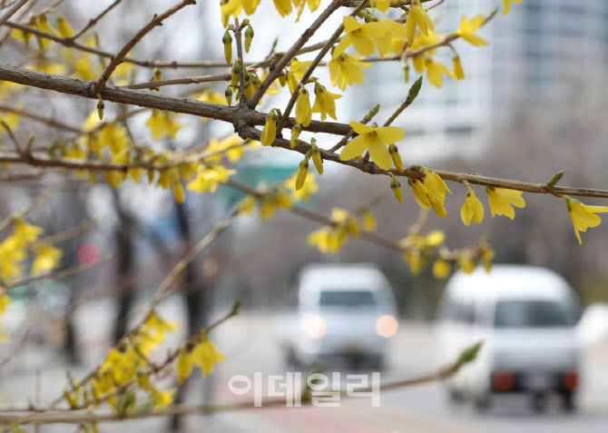 [포토] 봄맞이 서두르는 여의도