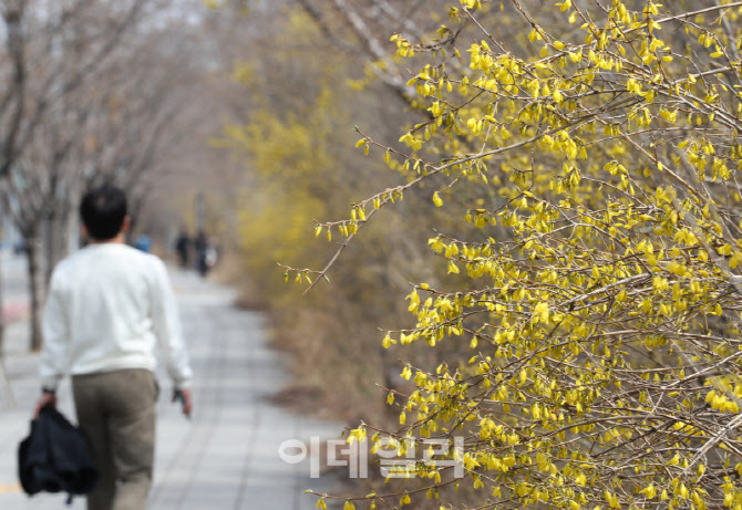 [포토] 봄꽃 개나리 핀 여의도