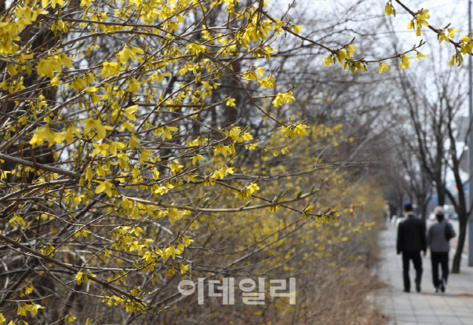 [포토] 여의도 벚꽃길에 핀 개나리