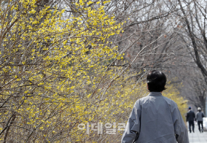 [포토] 여의도 개나리 만개