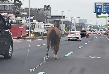 퇴근길 도로 달리는 ‘말’ 한 마리?…운전자들 ‘깜짝’