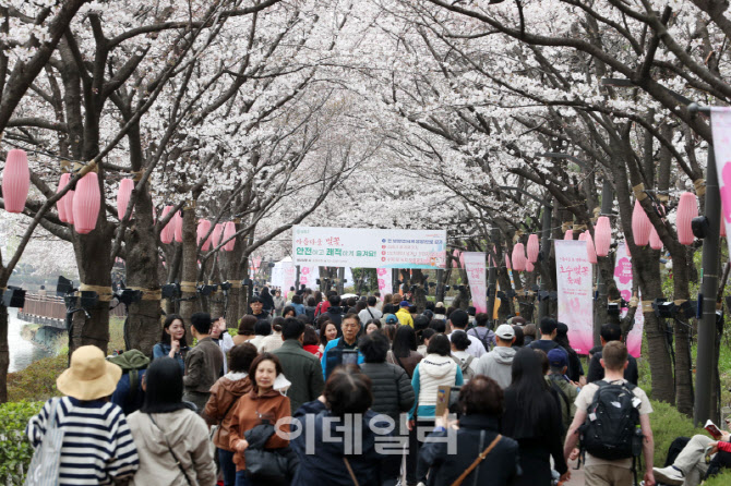 [포토] 석촌호수 벚꽃 만개
