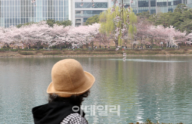 [포토] 호수와 벚꽃