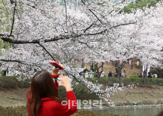 [포토] 연일 따뜻한 날씨 속 벚꽃 개화