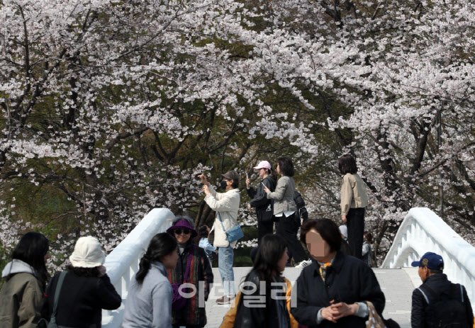 [포토] 양재천 벚꽃 절정