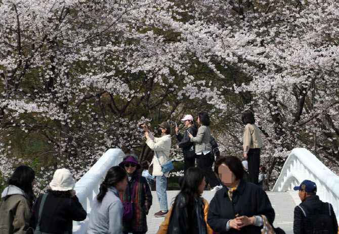 "벚꽃 구경은 토요일 낮부터"…주말 전국 곳곳 비 소식