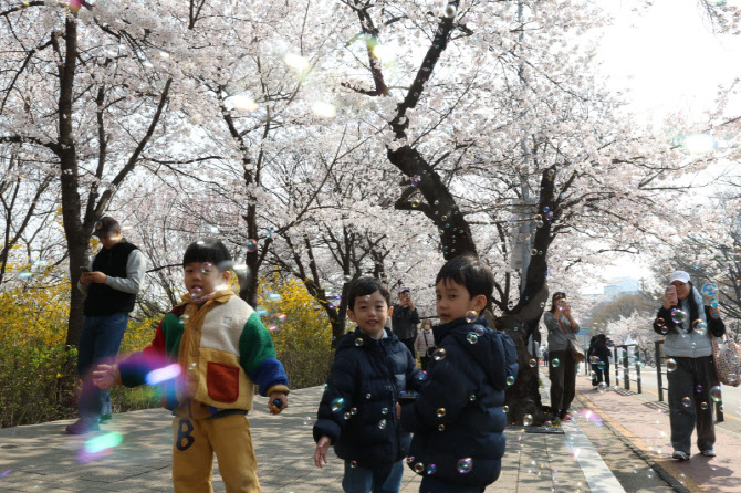 [포토]벚꽃과 아이들