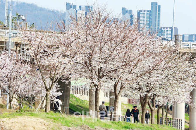 [포토] 금천구, 벚꽃길 안전관리 종합계획 수립