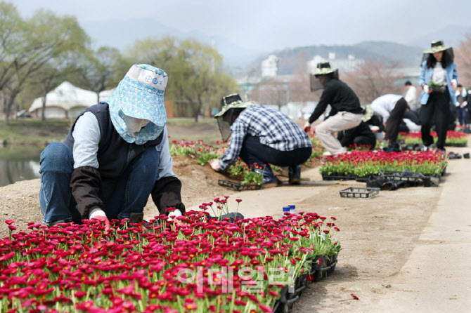 가평 주민·공직자 모여 자라섬에 데이지 2만개 심어