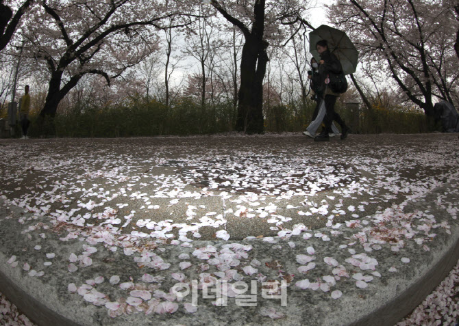 [포토]'벚꽃잎 가득 떨어진 윤중로'