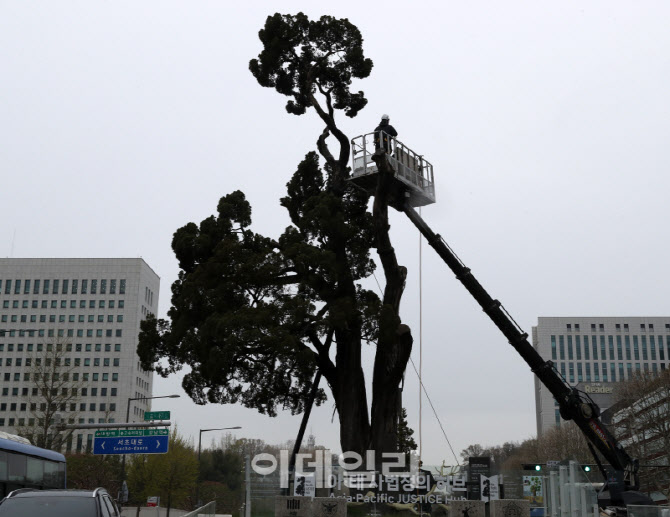 [포토] 천년향, 미세먼지 제거