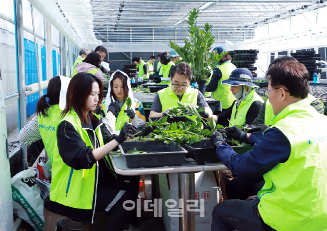 [포토] 농협상호금융 임직원, 농가일손돕기