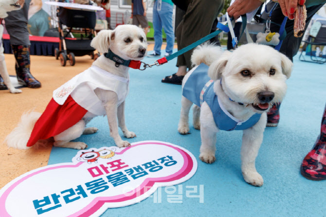[포토] 마포구, 광견병 예방접종 실시