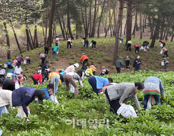 [포토] 농심천심 농촌체험단, 나물 수확 체험