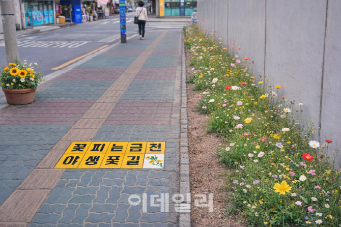 [포토] 금천구, 자투리땅 야생 꽃길 조성