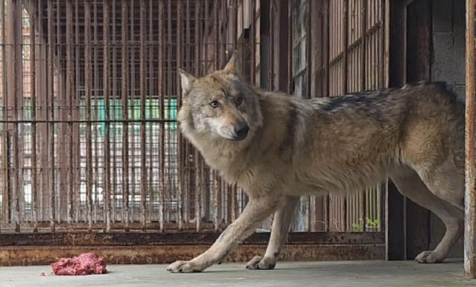 이장우표 '오월드 개편' 논란…대전시장 선거 흔드는 '늑구'