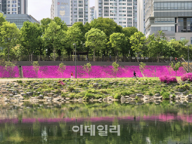 [포토] 도봉구, 중랑천 꽃잔디 조성
