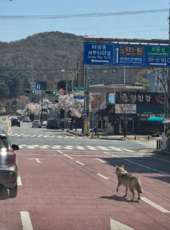 "재난문자까지 보냈는데 재미로?"...'가짜 늑구 사진' 40대 덜미