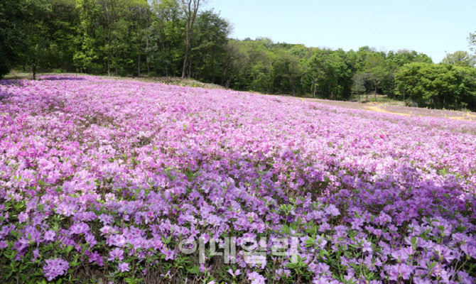 [포토] 관악구, 낙성대지구 철쭉동산 조성