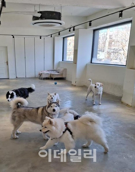 [포토] 양천구, 우리동네 펫 위탁소