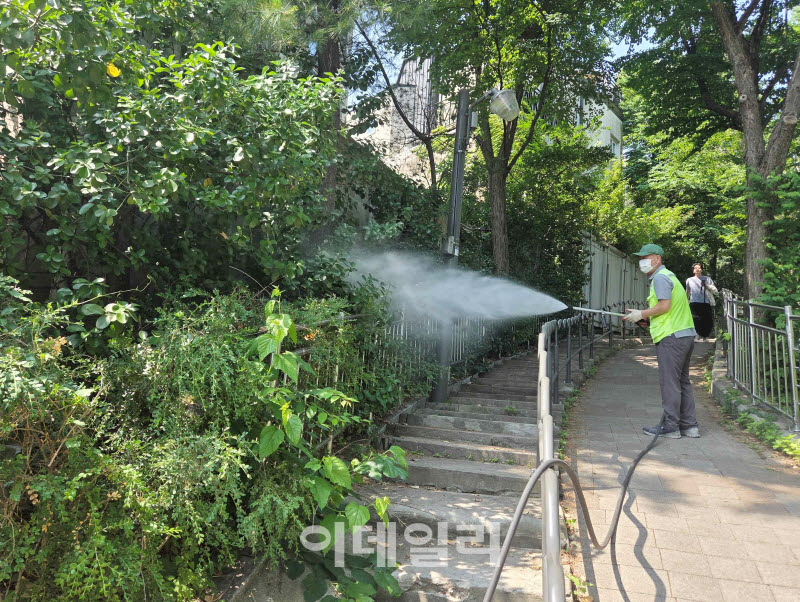[포토] 종로구, 러브버그 대응 관리