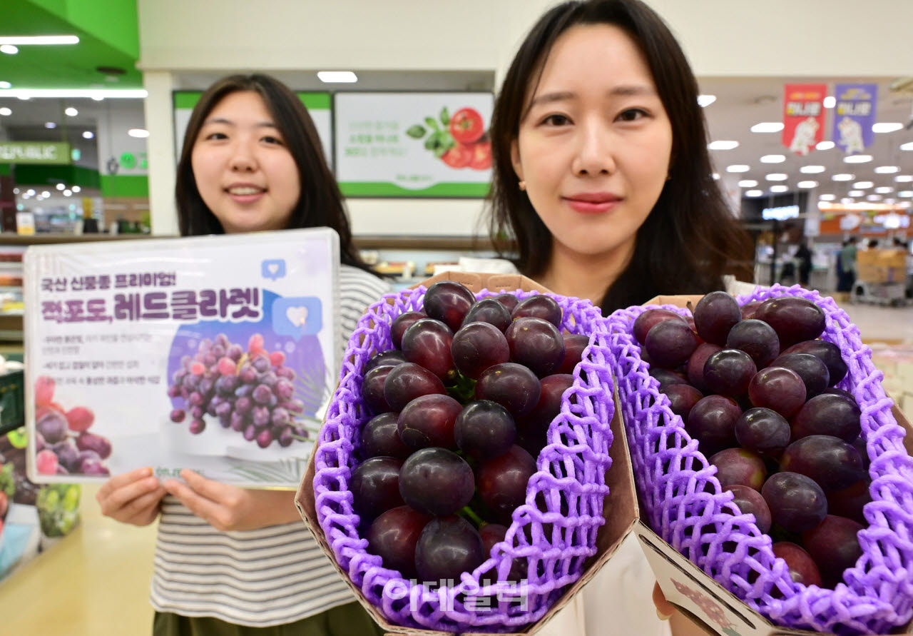 [포토] 농협유통, 신품종 '레드클라렛 포도' 출시