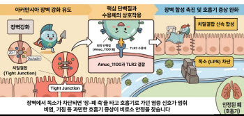 장벽 틈새 메우는 생태계의 건축가, ‘아커만시아’의 호흡기 방어 기전[전문가칼럼]