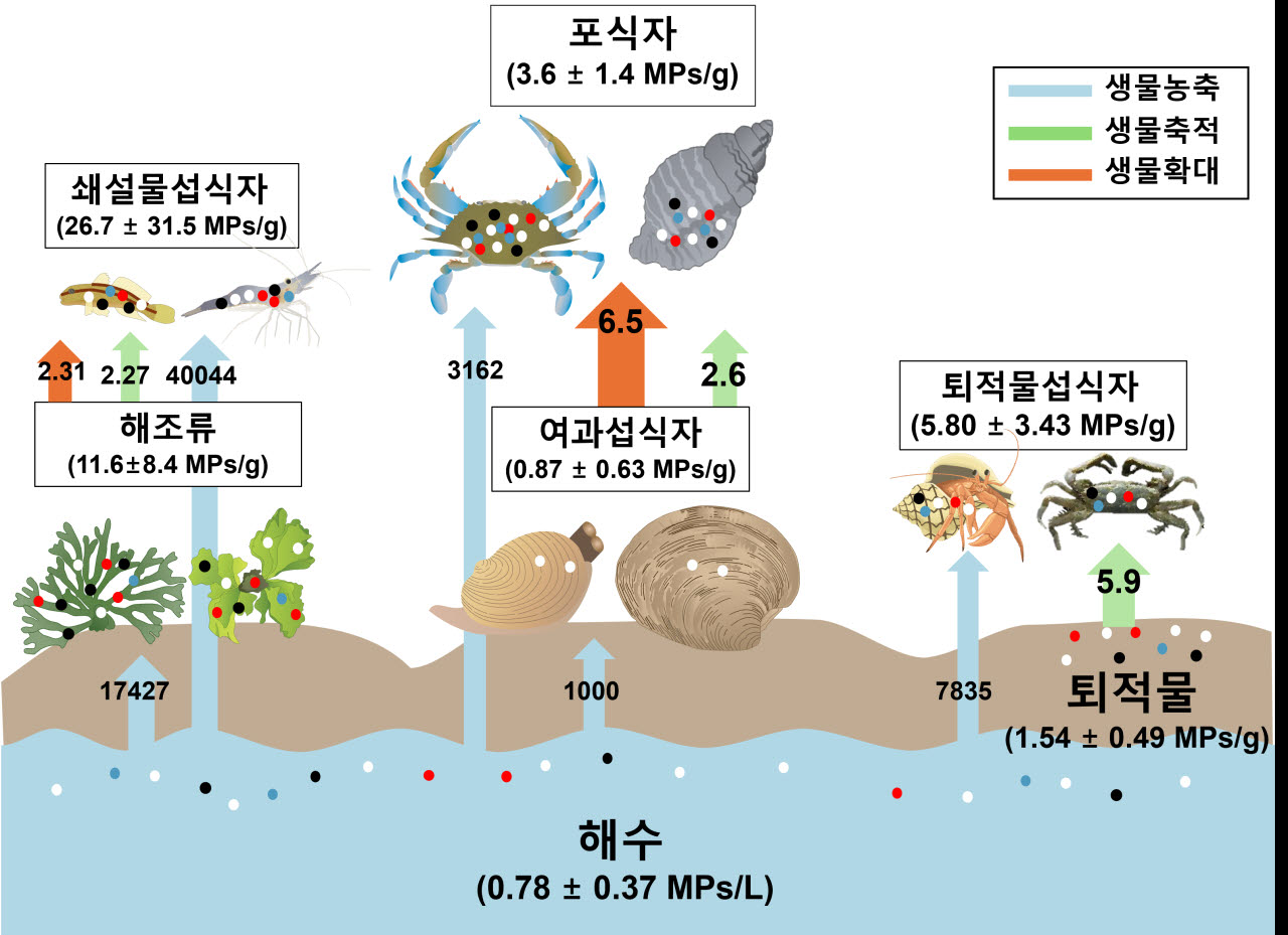 인하대, 갯벌 상위 포식자 플라스틱 축적량 증가 최초 확인