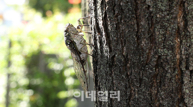 “중국인들이 매미 대량 채집”…1년 뒤 한강에 걸린 현수막