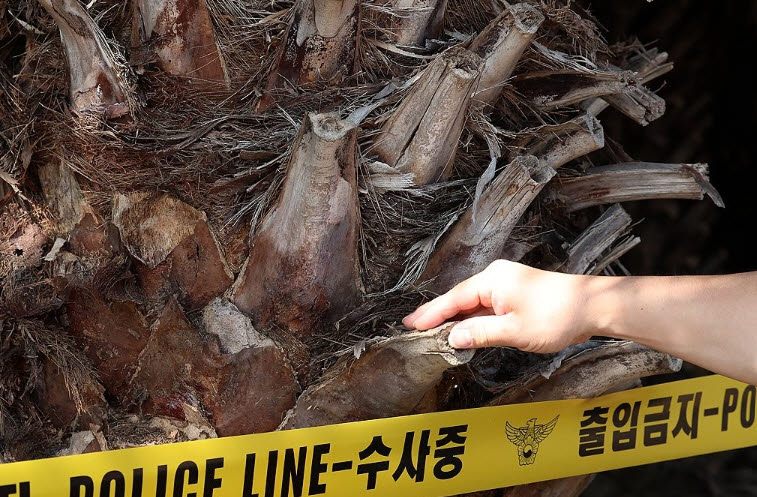 "야자수에 줄 걸기 어려워"…경찰 "나무 윗부분은 사람 무게 감당"