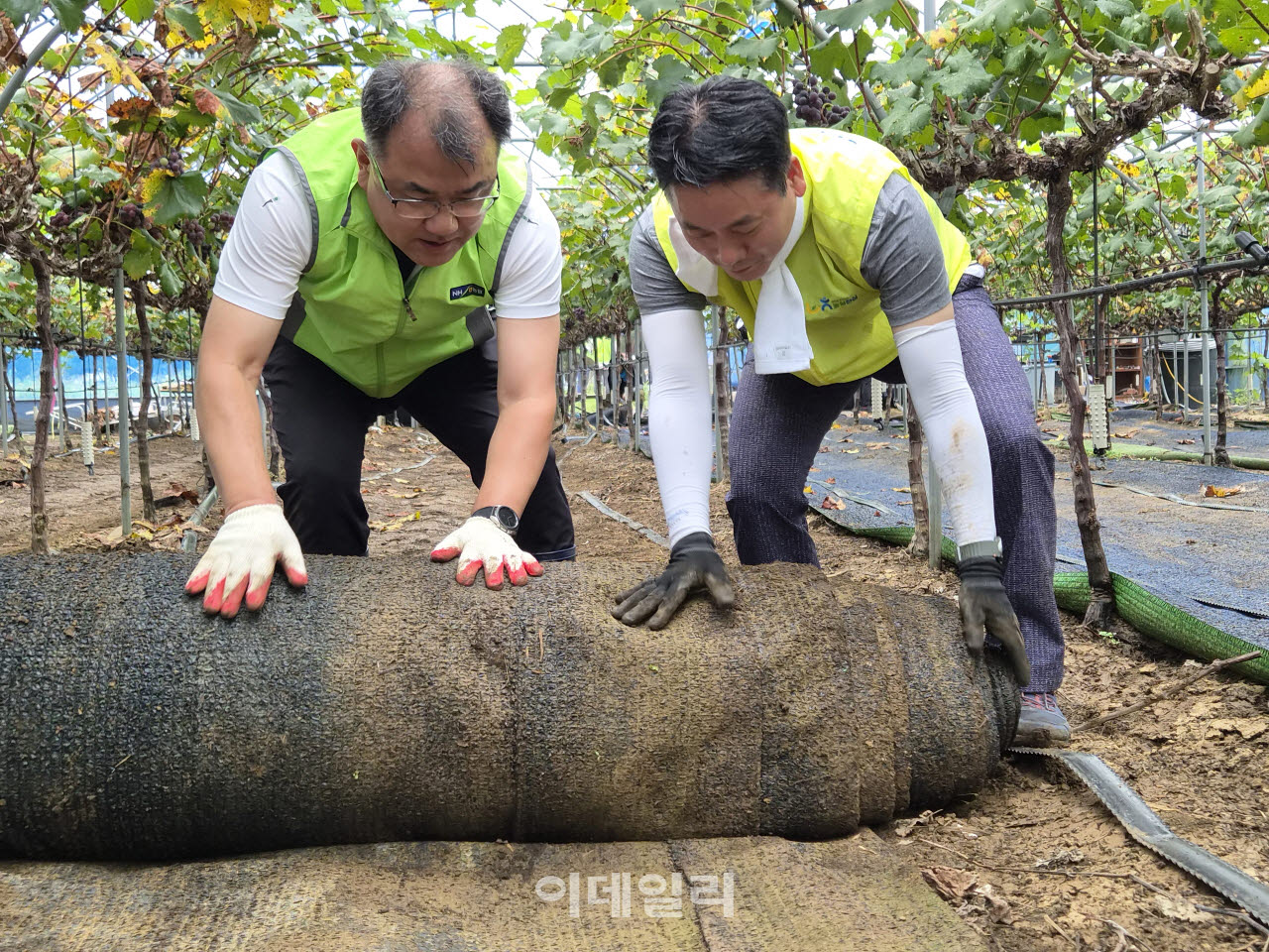 [포토] 김주양 농업경제대표, 거제 포도농가 수해복구작업