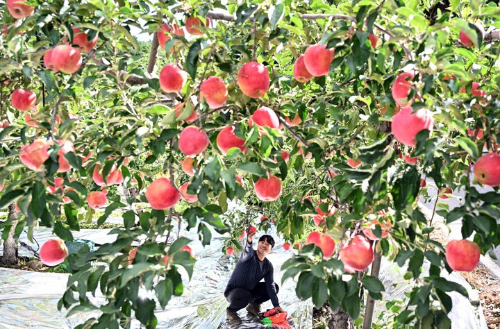 부모 농지 빌려도 청년농 지원…부부 각각 정착지원 신청