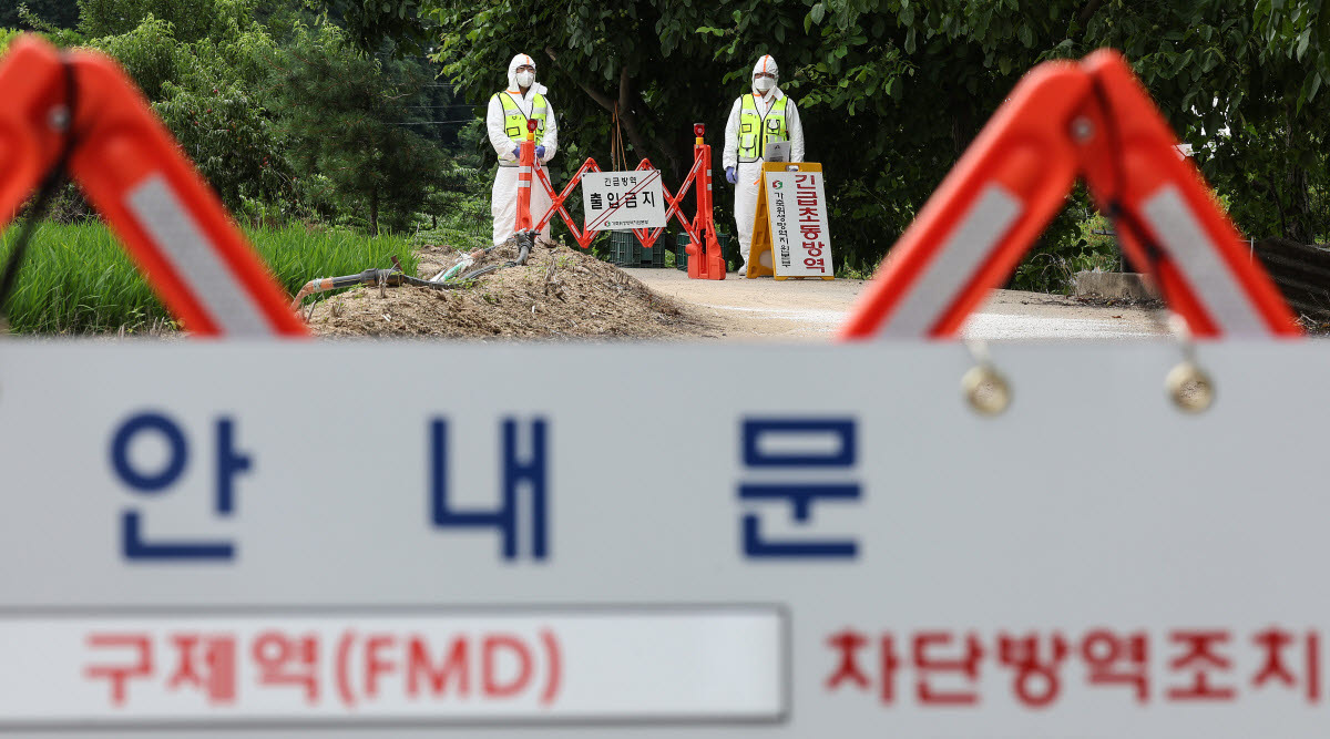 경북 예천 소 농장서 구제역 추가 확인…전국 일주일 집중 소독