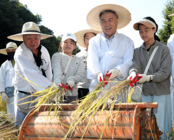 강남구, 양재천 벼 베기 체험 행사 [동네방네]