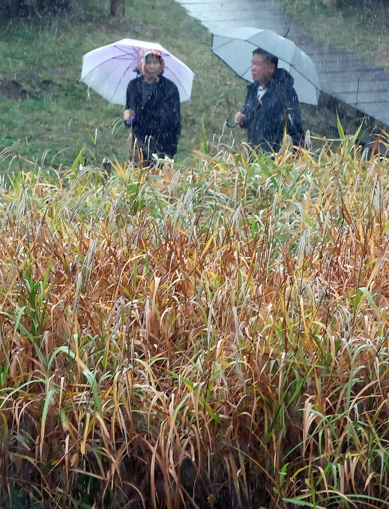 [포토]가을비와 억새
