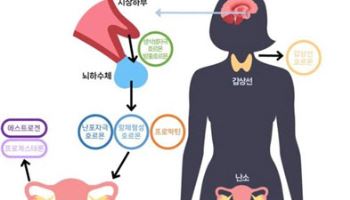 여성 건강, ‘여성호르몬’이 좌우한다