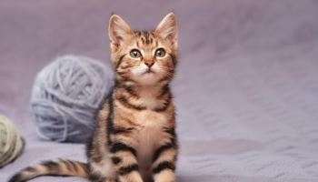 차에 치인 고양이 구조 요청에…작업 도구로 죽인 용역업체