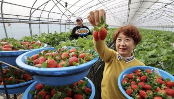 "겨울과일의 왕 돌아온다" 성심당부터 대형마트까지…제철 맞은 '이것'