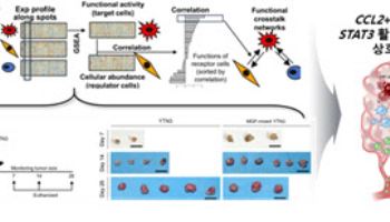 위암 진행 핵심 세포 상호작용 첫 발굴
