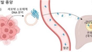 종양에서 분비되는 DNA의 암 예방효과 확인