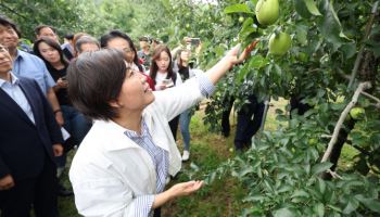 사과·배추 '주산지' 바꾼다…그린벨트에 수직농장 허용 추진