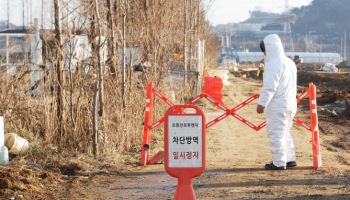 충북 음성 산란계 농장서 고병원성 AI... 닭 4만 4천마리 살처분