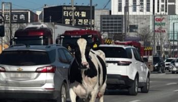 도축장 가던 소 2마리 탈출..포획 후 주인 인계