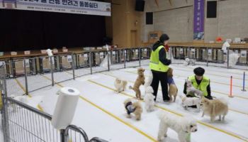 노원구 "설 연휴 반려견 돌봄 걱정 마세요"[동네방네]