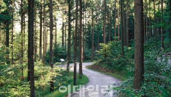 산림청 "설 명절 빠르고 편리한 임도로 이동하세요"