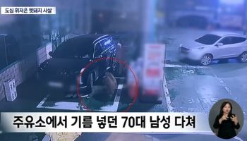 대구 출몰한 멧돼지, 주유하던 70대와 충돌…결국 ‘사살’