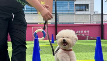 "2박 3일에 단돈 5천원"…설 연휴 댕댕이 돌봄쉼터 어디?